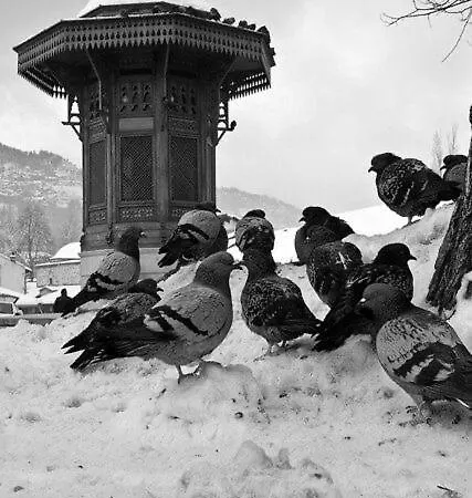 Cozy Σαράγεβο